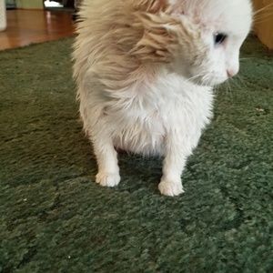 Meet your Posher, Jannece